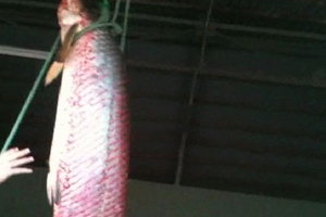 Bắt được cá huyết rồng nặng gần 70 kg