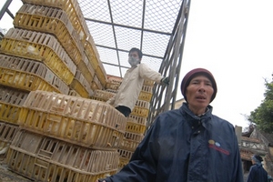 Chi Cục trưởng quản lý thị trường săn gà lậu