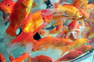 Độc đáo làng nuôi cá cúng ông Công, ông Táo