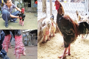 Gà biếu tiền triệu 'cháy hàng'