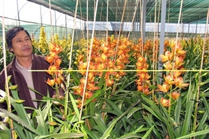 Hoa lan, đào bị sốc thời tiết