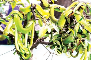 Vương quốc rắn độc cũng là nơi "cải từ hoàn sinh"