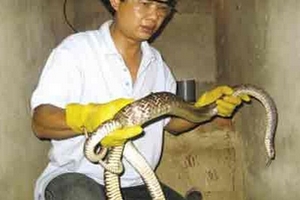 Vị tiến sĩ hàng đêm bắt cóc, ấp rắn rồi thả về tự nhiên