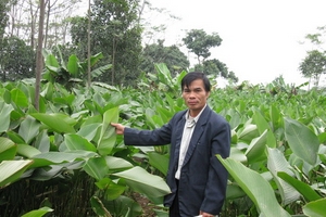 Lá dong tiến Vua…xuất ngoại