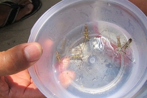 Lộc tôm hùm giống đầu năm