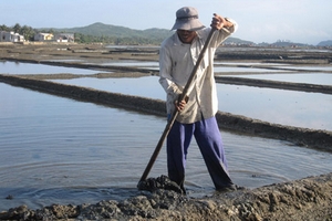 Giá muối cao “hút” diêm dân ra đồng ngay sau tết