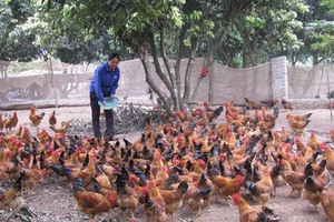 Người nuôi gà cảm ơn Phó Thủ tướng