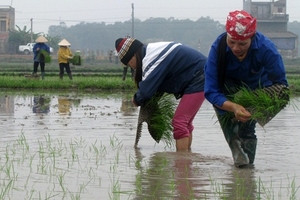 Hối hả xuống đồng giữa tết