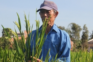 Người Trung Quốc trồng ‘lúa lạ’ ở Long An