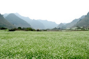 Xuân về trên cao nguyên Mộc Châu