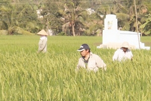 Vụ người Trung Quốc thuê đất trồng lúa: Nhiều bất thường