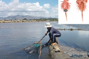 Đổ xô đánh bắt con "ạc" ở Ninh Thuận