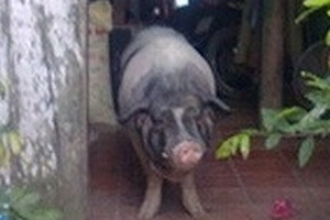 Thực hư chuyện "heo thành tinh 5 móng báo oán"