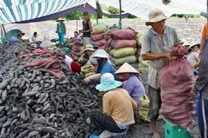 Người Trung Quốc thu gom, nông dân đổ xô trồng khoai lang