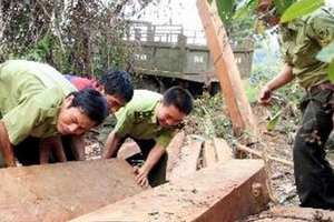 Bị bắt gỗ, lâm tặc rải đinh chống kiểm lâm