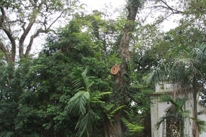 Hà Nội: Trả lại gỗ sưa để bán đấu giá