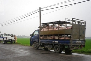 Phát hiện vụ mổ lợn chết ngay bên đường quốc lộ