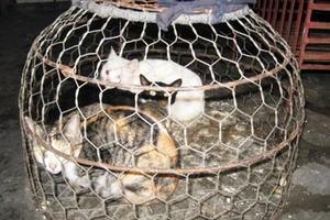 Nguy cơ mắc nhiều dịch bệnh từ mèo Trung Quốc nhập lậu