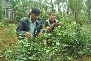 Gây dựng thương hiệu chè vằng