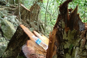 Phá nát rừng Kim Hỷ