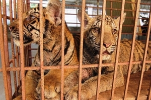 Bảo tồn động vật quý hiếm: Sẽ khuyến khích tư nhân tham gia?