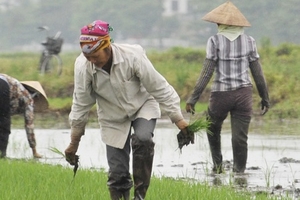 Vì sao thời hạn giao đất nông nghiệp là 50 năm?