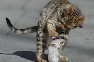 Nghị quyết…nuôi mèo!