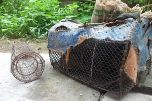 Săn chuột trên…phố, nuôi chó đại gia