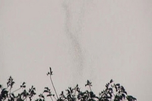 Sự thật về 2 cây sui cổ thụ 'bốc khói' ở Tuyên Quang