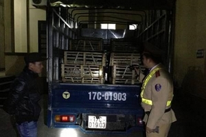 Mèo “bẩn” ào ạt vượt biên