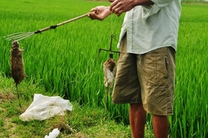 Chuột hại lúa ở TT - Huế: Diệt không xuể