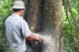 Khuất tất vụ bán đấu giá cây đứng