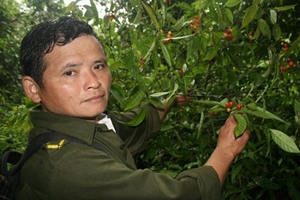 Thâm nhập “vườn quả ma quái”, phá “lời nguyền” trên núi Vua Đen