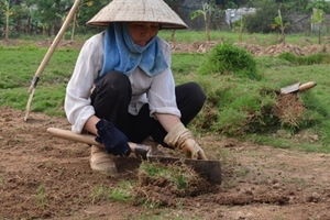 Nghề trồng cỏ “đóng băng” theo bất động sản