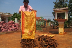 Thương lái Trung Quốc lùng mua rễ, gốc cây tiêu