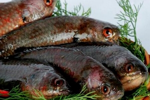 Hành trình tìm kiếm loài cá tiến vua