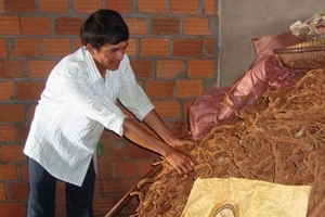 Vụ thu mua gốc, rễ tiêu: Nghi vấn đem xay để trộn vào bột tiêu