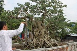 Chết đứng vì …cây cảnh!