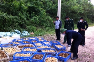 Lo ngại gà lậu bùng phát