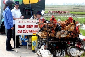 Bộ Y tế sẵn sàng đối phó với H7N9: 5 đoàn kiểm tra các tỉnh vùng biên