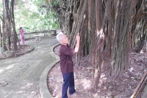 Bí ẩn “cụ đa” khổng lồ nghìn năm tuổi