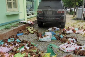 Thủ đoạn vận chuyển gia cầm lậu ngày càng tinh vi