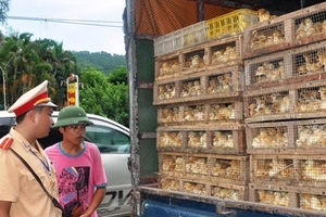 Khi Phó Thủ tướng đích thân chặn gia cầm lậu