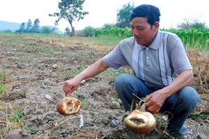 Nông dân 'gặp họa' vì trồng bí Trung Quốc