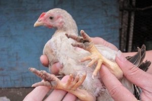 Nuôi “dị thú” giữa lòng Hà Nội