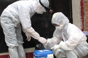 Dịch H5N1 ở chim yến: Dân hoang mang, cơ quan chức năng lúng túng!