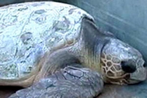 Bỏ 20 triệu đồng cứu rùa quý để thả về biển.