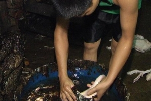 Giết mổ, làm sạch gia cầm lậu bằng hợp chất lạ