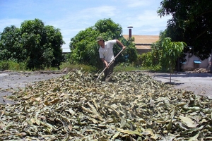 Thương lái thu mua lá xoài, mía ở Khánh Hòa