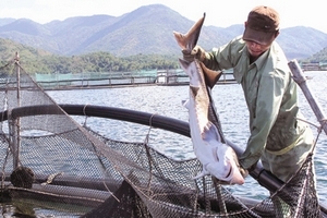 Cá tầm Trung Quốc “bay” lậu?